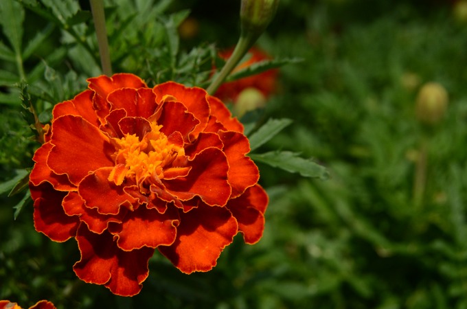 Orange Flower 2