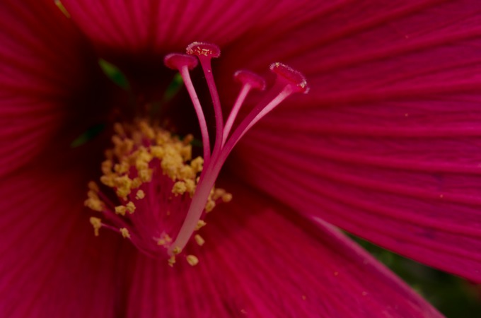 Pink Flower