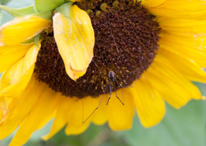 Sunflower & Spider