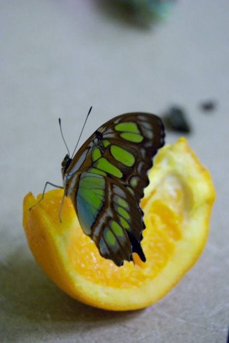 Butterfly & Orange