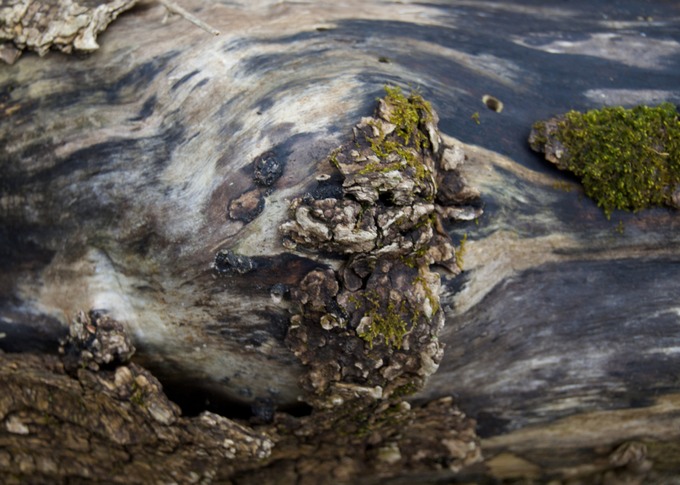 Tree Bark 3
